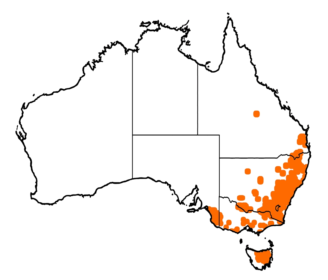 deerscan-fallow-deer-in-australia